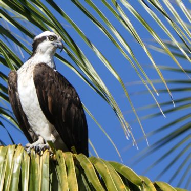 Witte reiger richting Indianeneiland