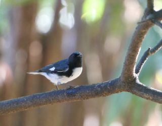 Vogeltje in vogeltuin