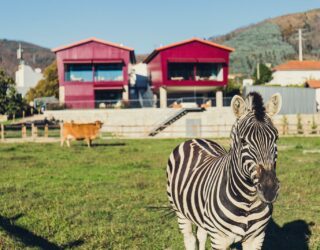 Soezen tussen de zebra's na spannende hangbrug