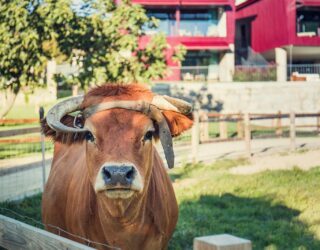 Koeien op de boerderij in Arouca met kinderen