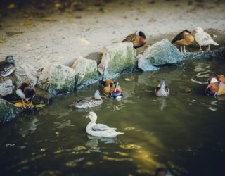 Eendjes op de boerderij in Arouca met kinderen