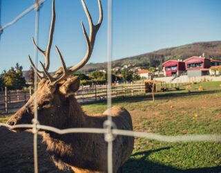 Hertjes op de boerderij in Arouca met kinderen