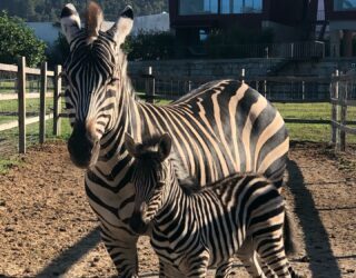 Zebramama met kind op de boerderij in Arouca