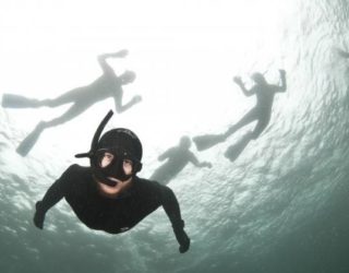 snorkelen met zeeberen kaapstad