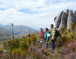 zipline over stellenbosch