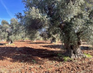 Ostuni olijfbomen
