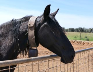 Ostuni paard