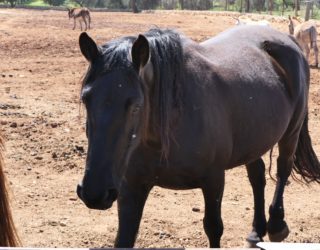 Ostuni paard