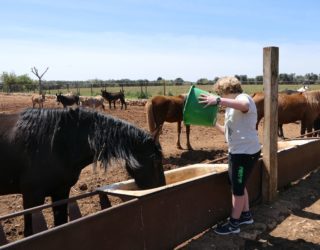 Ostuni paarden voederen