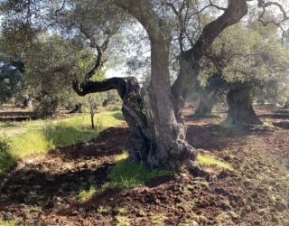 Ostuni olijfboom