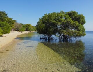 Mangrove