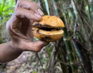 Vrucht regenwoud Bali