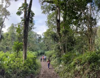 Trekking jungle