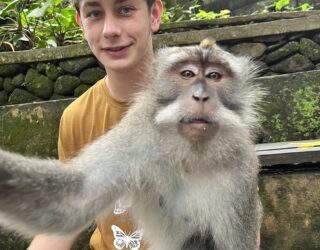 Heilige aapjes in Monkey Forest