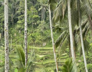 Schommelen met kinderen in Ubud