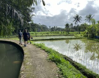 Trekking tussen rijstvelden Mengwi