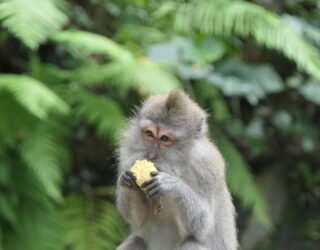 Heilige aapjes in Monkey Forest