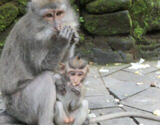 Heilige aapjes in Monkey Forest