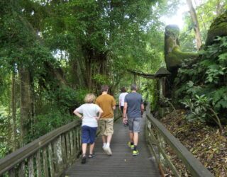 Heilige aapjes in Monkey Forest