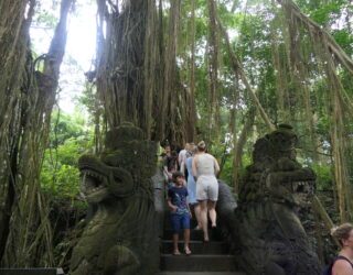 Heilige aapjes in Monkey Forest