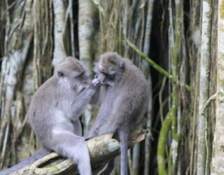 Heilige aapjes in Monkey Forest