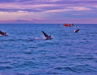 Dolfijnen zonsopgang