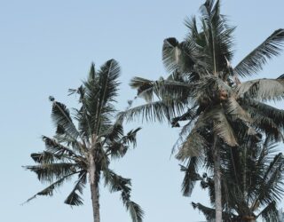 Palmbomen Canggu