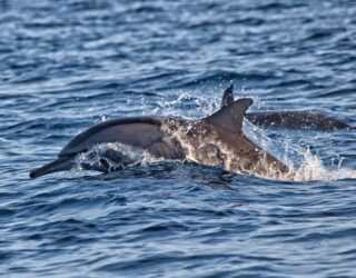 Wilde dolfijnen spotten in Lovina