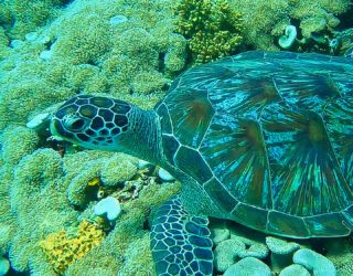 Reuzeschildpad Bali