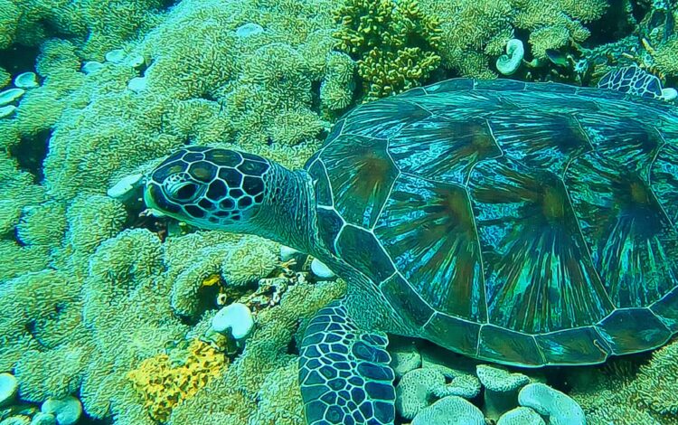 Reuzeschildpad Bali