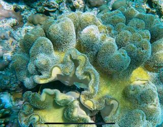 Kleurrijk koraal Bali