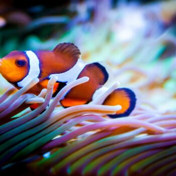 Snorkelen tussen kleurrijke koraalriffen