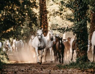 Lippizaner paarden in actie