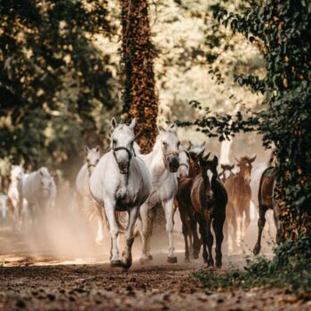 Lippizaner paarden in actie