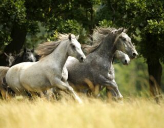 Lippizaner paarden in actie