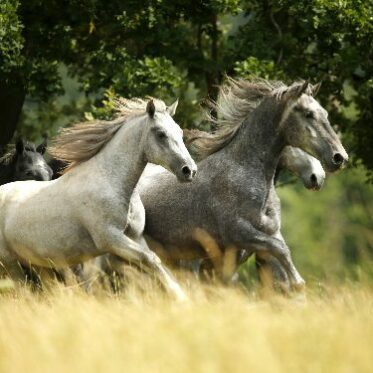 Lippizaner paarden in actie