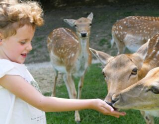 Heerlijk op de hertenboerderij