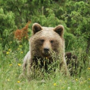 Bruine beren in Slovenië