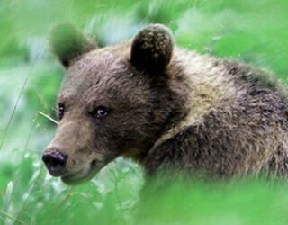 In het bos met bruine beren