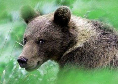 In het bos met bruine beren