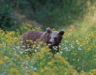 Bruine beer in het groen