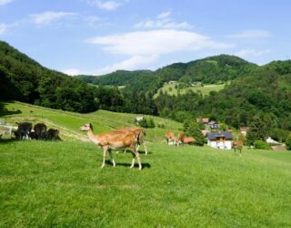 Herten in de sloveense heuvels