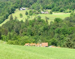 Herten in het groen