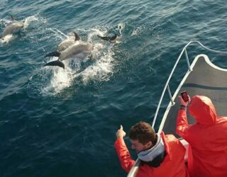 Dolfijnen spotten St Lucia