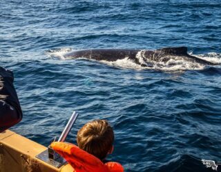 Walvissen spotten in Saint Lucia met kinderen