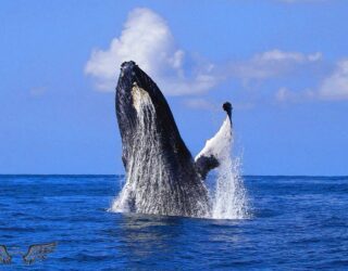 Walvissen spotten St Lucia