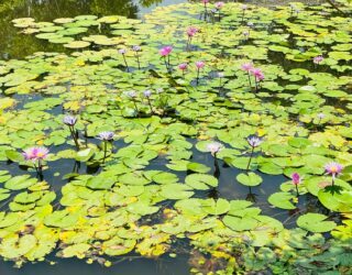 Lelies in Sukhothai