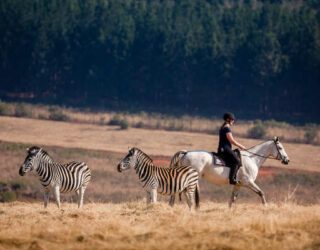 Paardrijden in een wildreservaat in Swaziland met kinderen