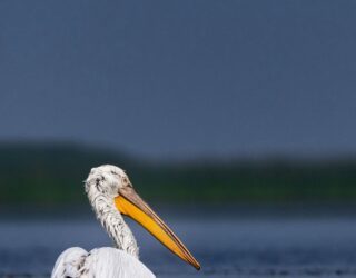 Dalmatische Pelikaan Skadar Meer Montenegro