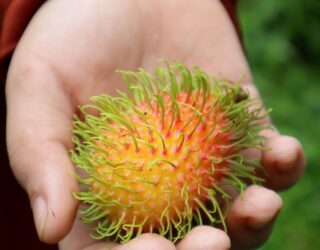 Rambutan in Thailand